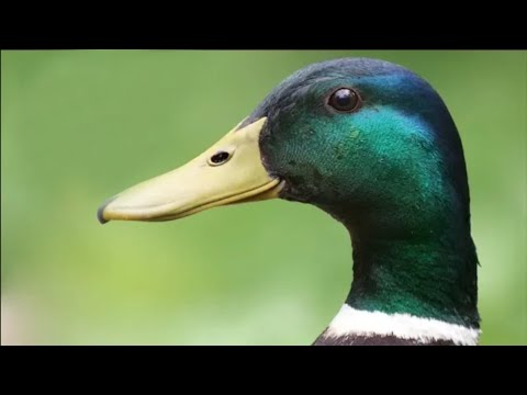 What's Up with the Ducks | Mini Documentary
