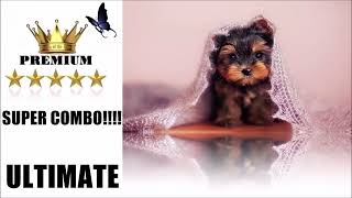 ⭐MANIFESTE O ANIMAL DE ESTIMAÇÃO DESEJADO PERFEITO! EXTREMAMENTE PODEROSO!!!! RESULTADOS IMEDIATOS!