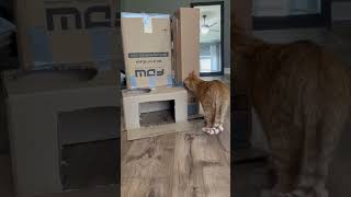 CARDBOARD CAT FORTRESS 😱