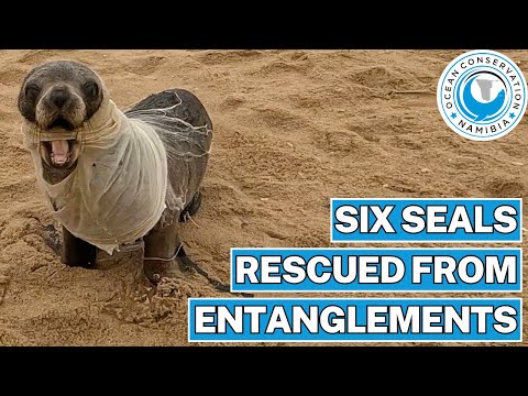 Six Seals Rescued From Entanglements