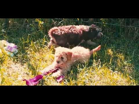 Cavapoo Welpe kaufen