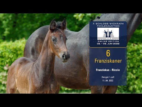 7. Schloss Wickrath Fohlenauktion Lot 06 Franziskaner Hengst v. Franziskus - Riccio