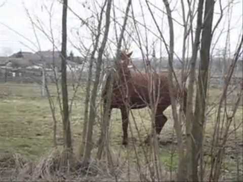 Egyszólam együttes: Huszárnóta- Seregélytánc