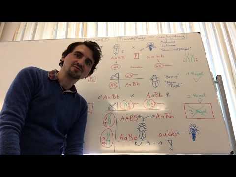 Genkopplung bei Drosophila melanogaster (Fruchtfliege bzw. Taufliege)