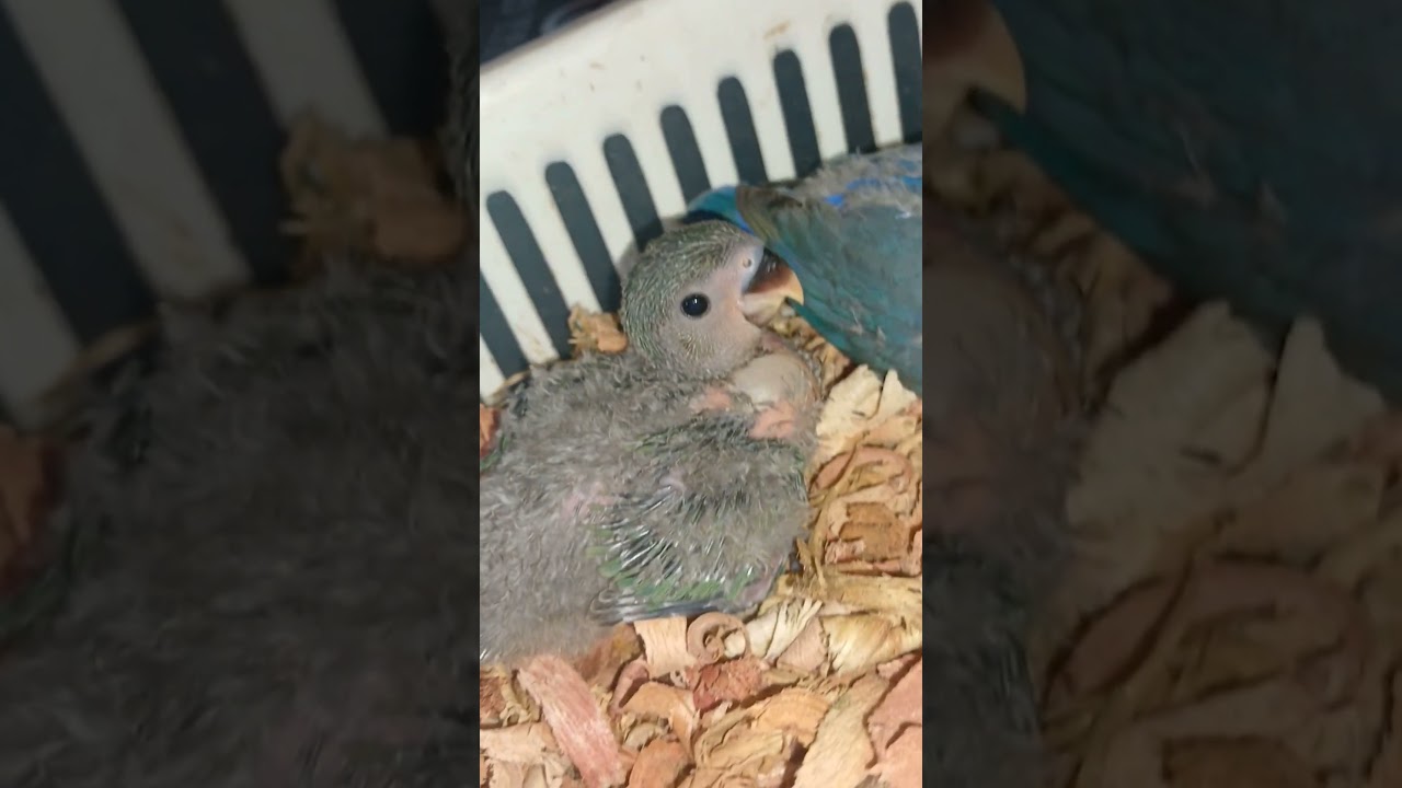 Oiseaux exotiques à vendre video thumbnail