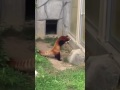 red panda freaks out at rock
