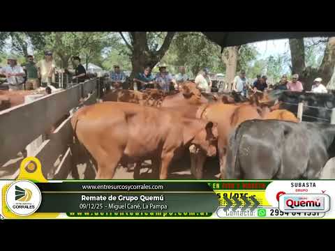 09-12-25 - Remate de Grupo Quemú - Miguel Cané, La Pampa