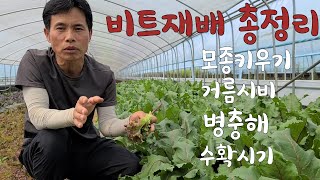 비트재배 총정리 모종.거름.병충해.수확