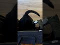 Burton Playing After His Vet Appointment Funny Shorts Tuxedocat Cat Funnyvideo