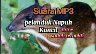 Download lagu SUARA NAPUH/KANCIL/PELANDUK DI JAMIN DATANG mp3