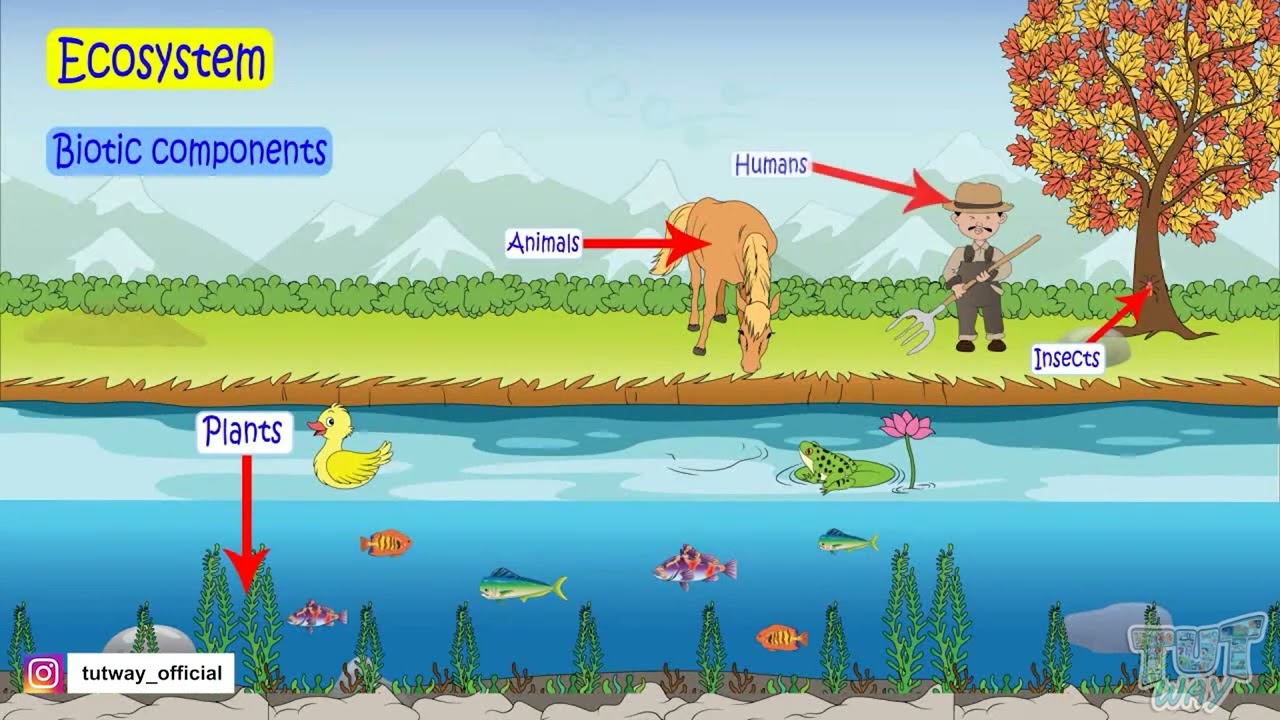 Ecosystem | Energy Flow | Environment | Ecosystem & Nature Conservation | Science