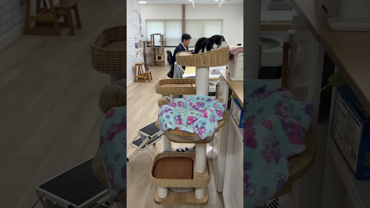 推し猫グランプリ投票開始です😸