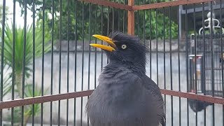 Download lagu Burung Jalak Kebo Gacor Full isian - Pancingan Burung Jalak Malas Bunyi Eps 798 mp3 Download lagu Burung Jalak Kebo Gacor Full isian - Pancingan Burung Jalak Malas Bunyi Eps 798 mp3