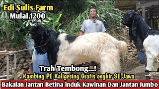 Download lagu 1200..!! GRATIS ONGKIR SE JAWA KAMBING PE KALIGESING#hargakambing#kambingpe mp3