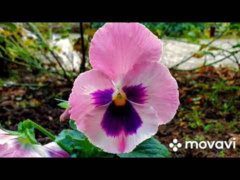 EUGEN ȚIFREA - Cu tine Doamne in viață Cantari Creștine