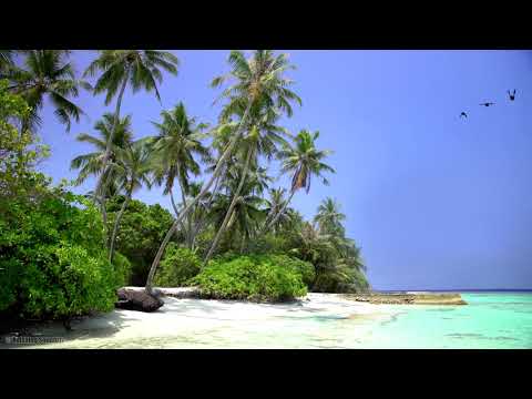 🌴 Tropical Island View with Beautiful White Sand Beach, Relaxing Ocean Waves and Waving Palm Trees.