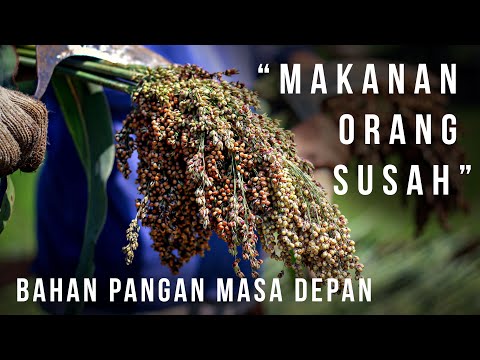 , title : 'Sorgum: "Makanan Orang Susah" Jadi Solusi Bahan Pangan Masa Depan,  Novan Satrianto - Sorghum Foods'