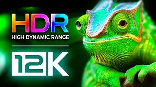 8K HDR 60FPS | CUTE Animals Around The World (Ultimate OLED TV Test) Wild Animal Sounds 8K VIDEO