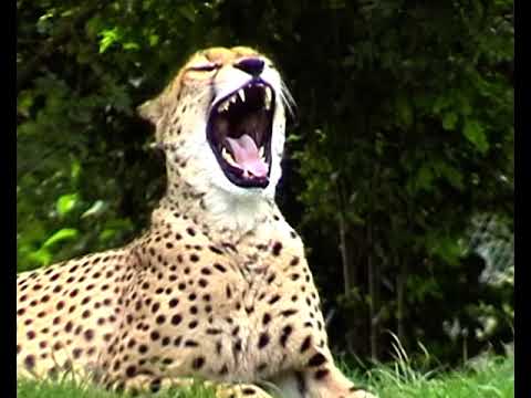 SILK MOB - Dahin (Donvtello, Opti Mane, Jamin, Lex Lugner, Fid Mella)