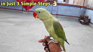 How to Tame Your Parrot || 3 Simple Steps || Tame your any Parrot