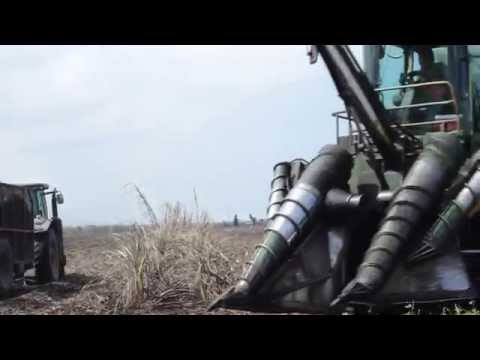 John Deere Sugarcane Harvester in Canal Point, Florida