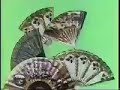 Sesame Street O For Open Off Owl Ocean Fan O Planting Letters O