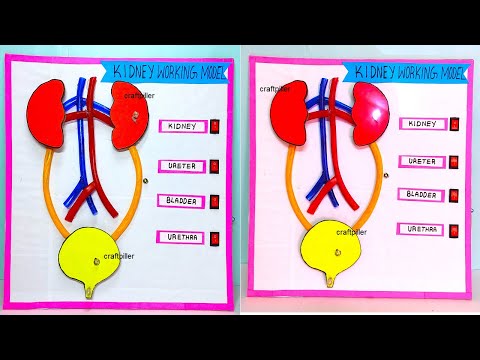 brain working model 3d science project for exhibition in simple and easy diy parts craftpiller