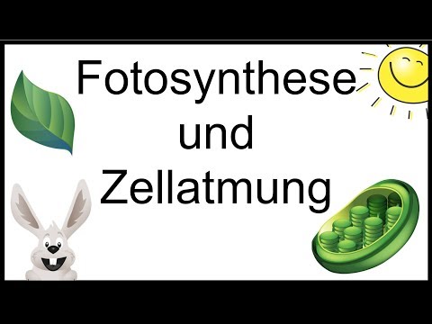 Fotosynthese und Zellatmung | Erklärvideo | Sontak Blog