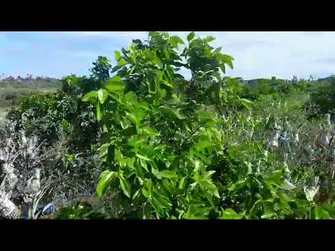 Lavoura  de  abacaxi  🍍 no  povoado sucupira município de Araua Sergipe  produtor  Ricardo e Valdir