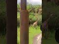 Wildebeest And Giraffes At Animal Kingdom