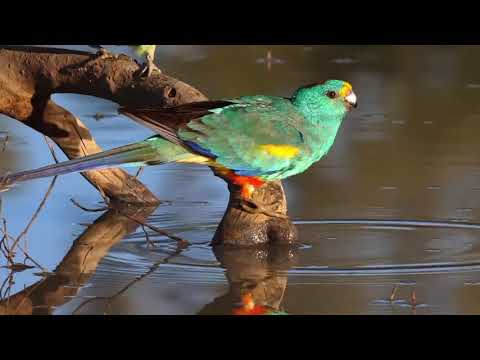 Opwekking 707 Met diep ontzag