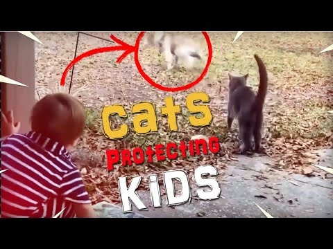 INSPIRATIONAL !! Cats protecting babies and owners away from danger