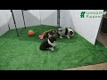 Welsh Corgi Pembroke dogs for sale: Maverick - Video 1
