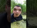Ich Mag Entengrütze ️ Diese Pflanze Ist Essbar Und Ungiftig Shorts