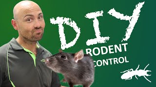 Most common mice and rats in Australia (DIY Pest Control)