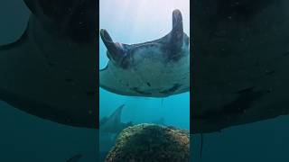 Download lagu MASSIVE MANTA RAY swims over diver at Manta Point, Nusa Penida 🇮🇩 #mantaray #indonesia #bali mp3