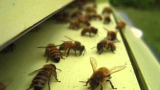 preview picture of video 'What Are My Bees Doing?'