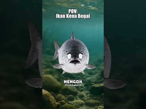 Ikan Parasit Penghisap Darah 😱