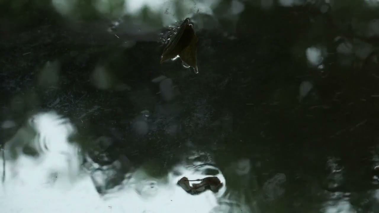 SLEEP Rain water and thunder