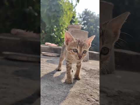 cat#billi #cutecatcartoon #kitten #meow #cute #funny #momcat #mini #minu #talkingtomgame #talkingtom