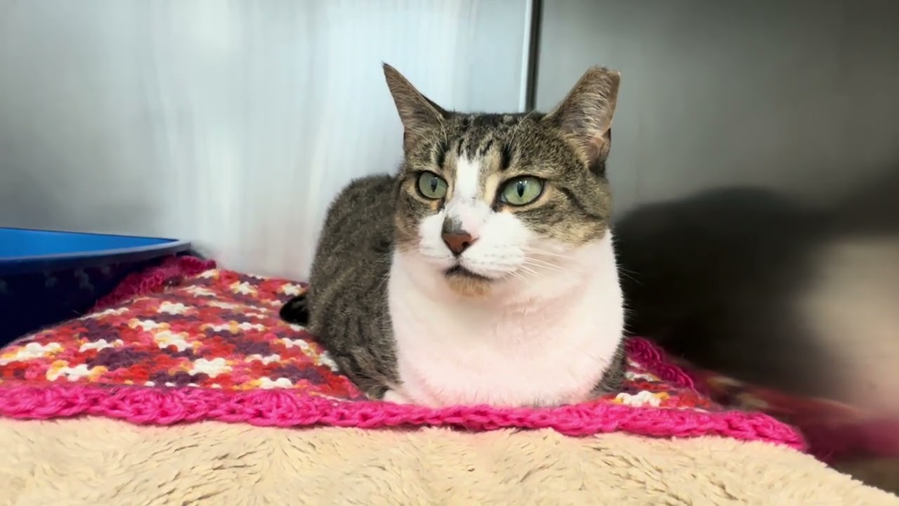 Enlarge Mitzi , a ADOPTABLE Domestic Short Hair in Clifton, NJ video 6/6