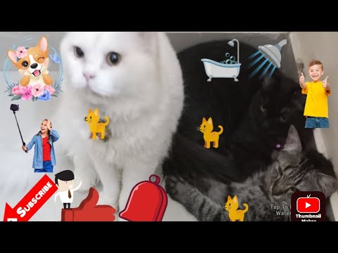 #mugguriki snanam chesi fresh ga thayaru ayyaru#smallvlog#please subscribe and support me friends