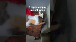 Download lagu #deepersleepofcatmaria mp3 Download lagu #deepersleepofcatmaria mp3