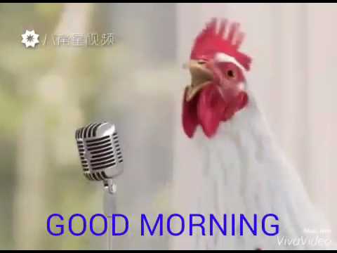 Der guten morgen song der Hühner :-)