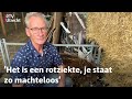 Boer Joop uit Portengen verloor al 24 schapen aan blauwtongvirus | RTV Utrecht