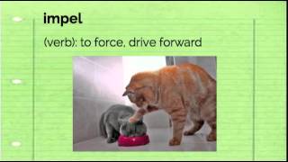 Vocab Level D Unit 9 Video