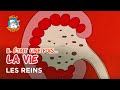 Once Upon A Time Life The Kidneys ️