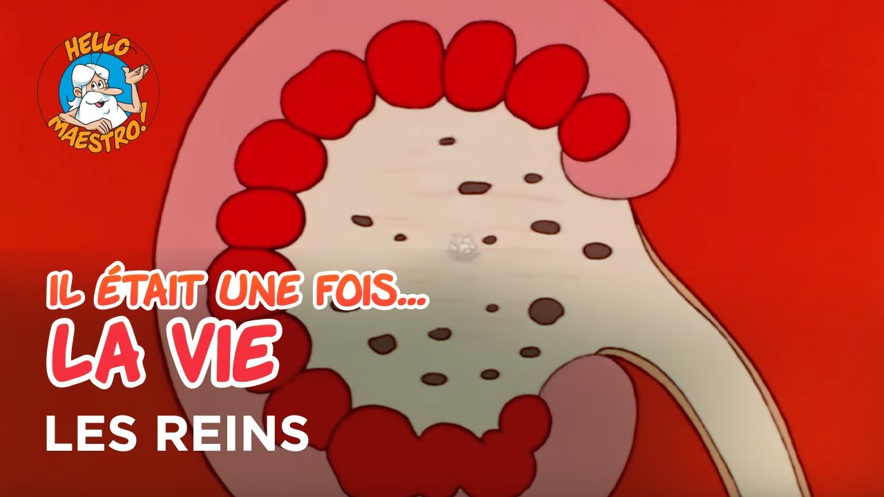 Once upon a time… Life 🌱- The kidneys ⛑️