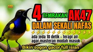 Download lagu SEKALI NAFAS 4 ISIAN MEWAH‼️ Masteran sogon full tembakan mp3