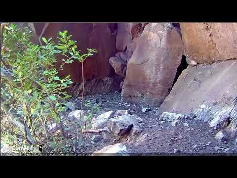 9-26-2017 Condor Investigates the Camera